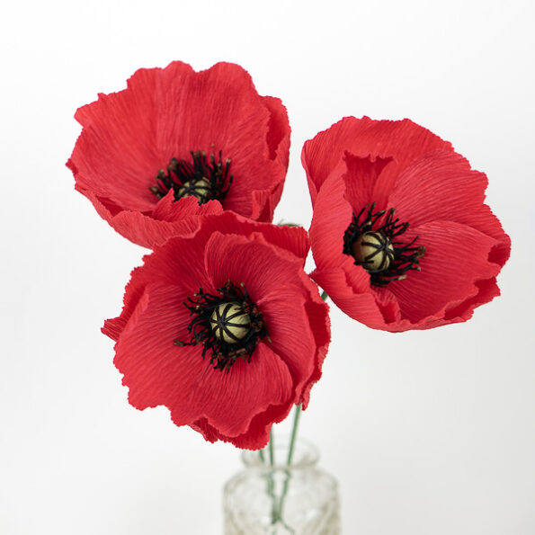 2024-01-21 Coquelicot