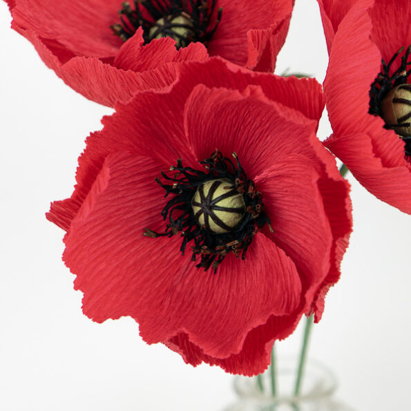 2024-01-21 Coquelicot