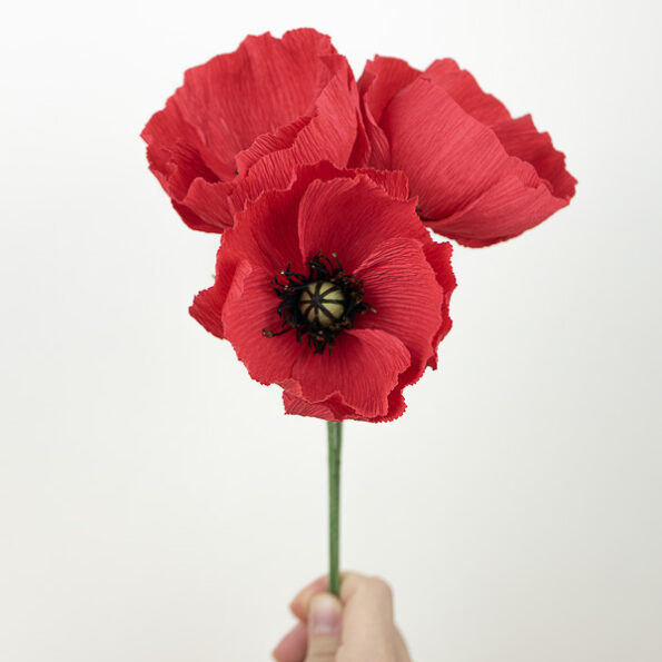 2024-01-21 Coquelicot