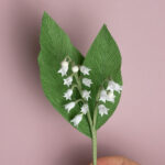 Le brin de muguet et ses clochettes.