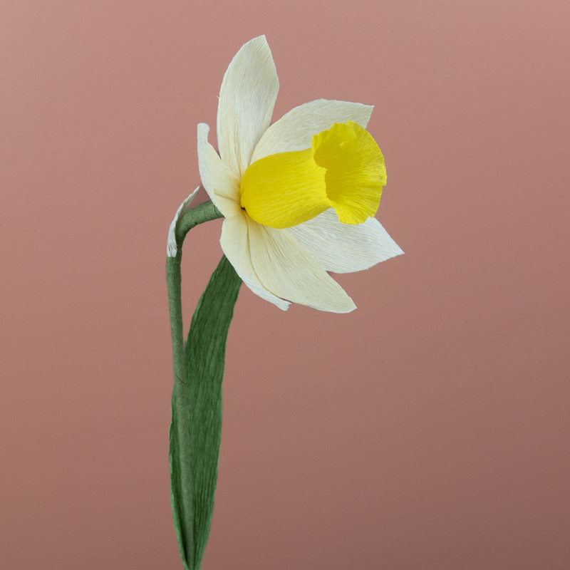 Narcisse blanc-jaune Narcisse blanc-jaune