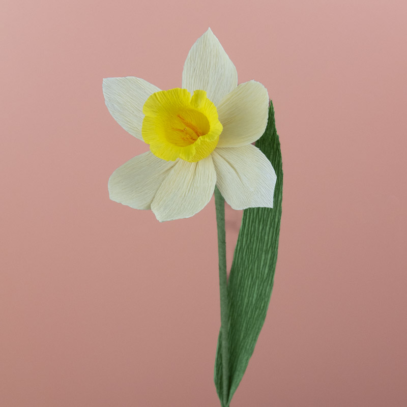 Narcisse blanc-jaune Narcisse blanc-jaune