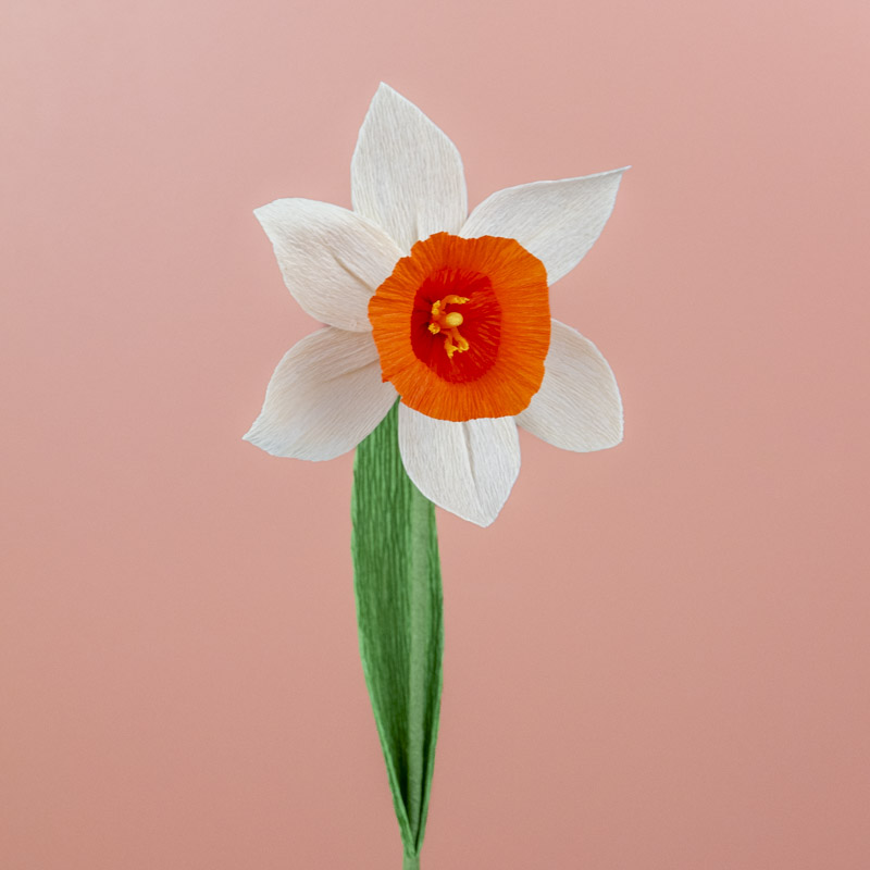 Narcisse blanc-orange Narcisse blanc-orange