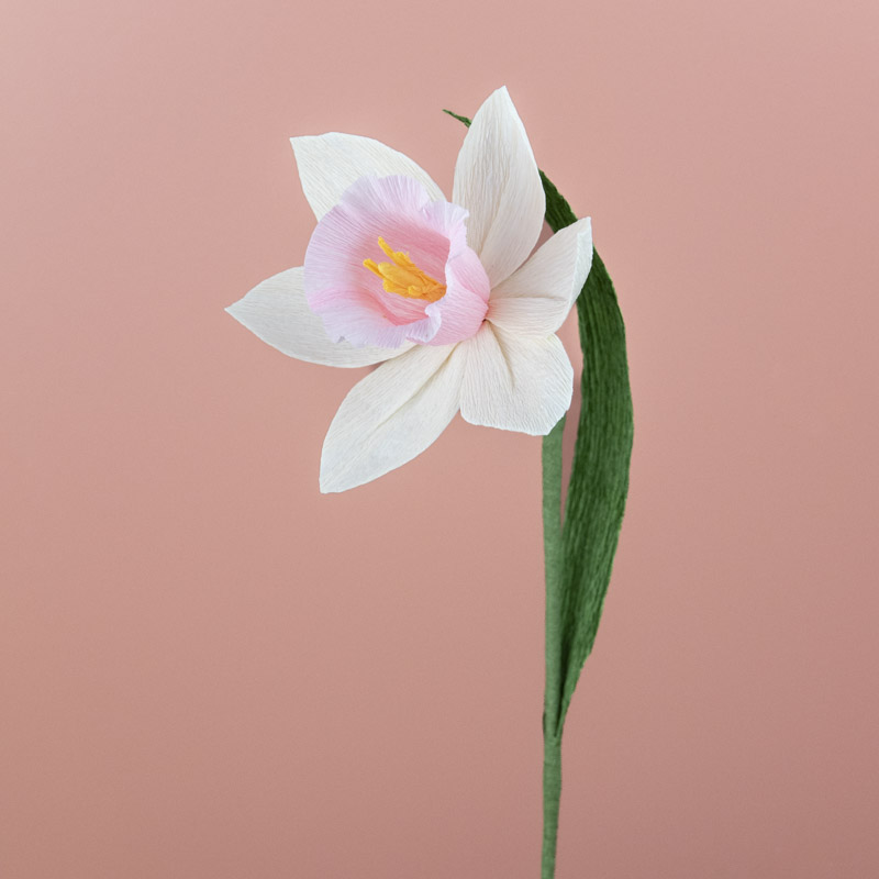 Narcisse blanc-rose Narcisse blanc-rose