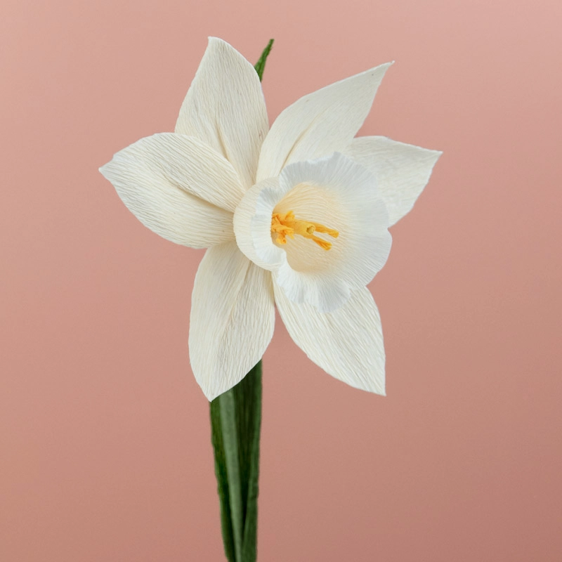 20250222 Narcisse blanche BD_web1x1