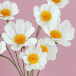 Marguerites