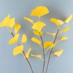 Branches Ginkgo