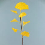 Branches Ginkgo