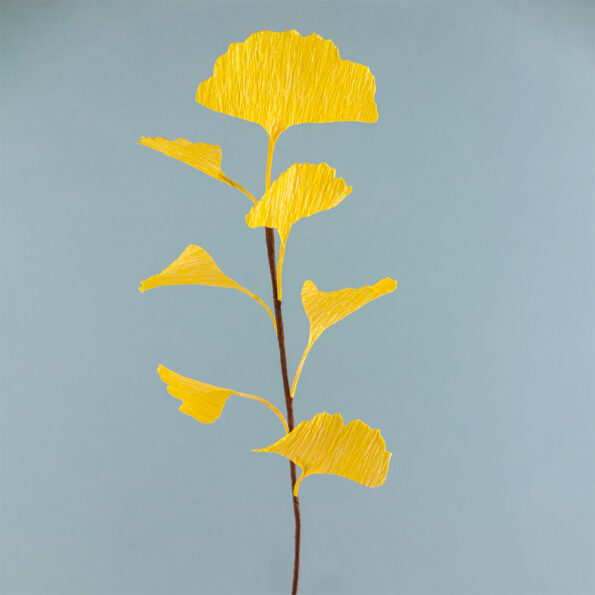 Branches Ginko