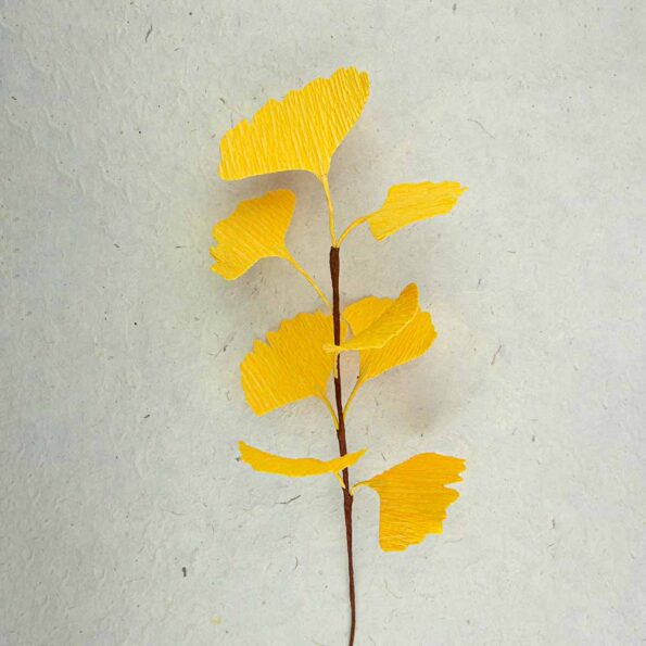 Branches Ginkgo