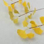 Branches Ginkgo