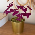 Oxalis triangularis