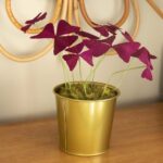 Oxalis triangularis