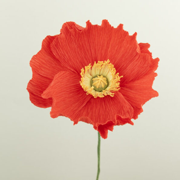 Islandic Poppy / Pavot d'Islande