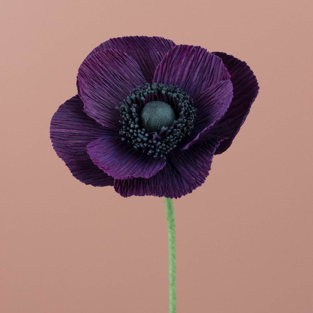 20250222 Anémone violete 2_web