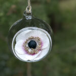 2025-10-30 Boule_Anemone_Violette_BD