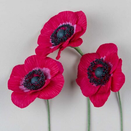 Anémone rouge de Noël