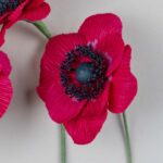 2025-10-31 Anémone_Rouge4