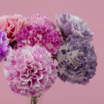 L’Oeillet en papier de Jolie Petite Fleur